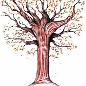 Kako nacrtati pada stabla u fazama