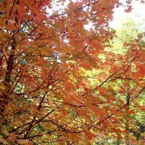 Kako se izvući jesen krajolika u nekoliko jednostavnih koraka?