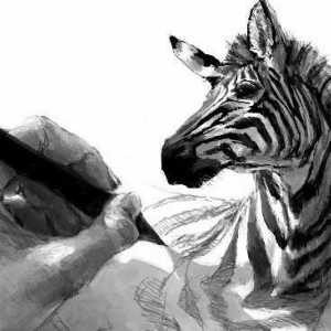 Kako nacrtati zebra klasične i duhovit