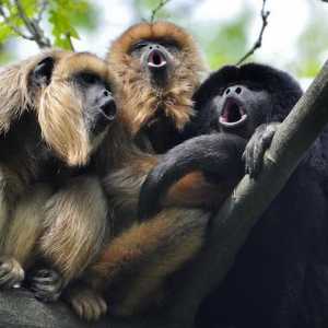 Majmuni međusobno komuniciraju? Kako razgovarati s majmunima: zvuk. Obrazovanje govor majmuni