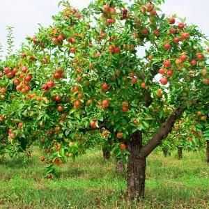 Kako smanjiti jabuke u jesen: savjet od iskusnijih vrtlara