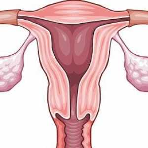 Kako odrediti ovulaciju periodu?