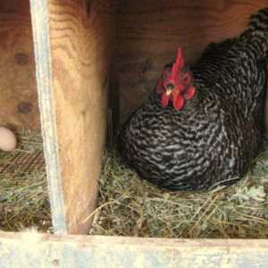 Kako odrediti starost kokoši polaganja: formiranje proizvodnih peradarnika