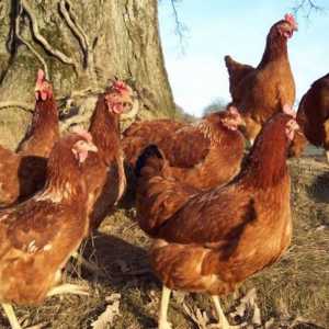 Kako odrediti starost piletina: moguće načine