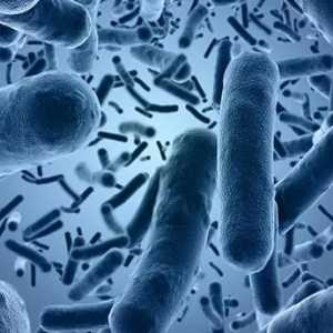 Kako je E. coli od osobe do osobe?