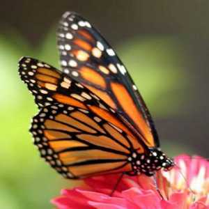 Kako nahraniti leptiri: jedu u divljini i kod kuće?