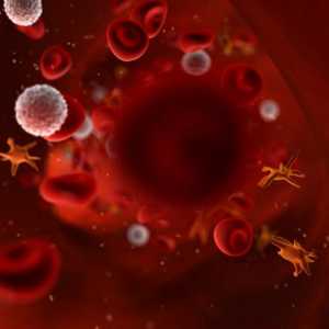 Kako povećati trombocite u krvi: Healthy Recipes