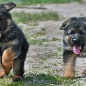 Kako organizirati hranjenje German Shepherds: štenad i psi sazrijevanja