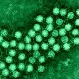Kako se dijete enterovirus infekcije