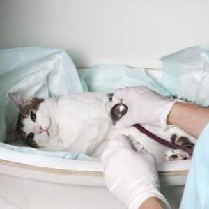 Kako je tretman urolitijaze u mačke?