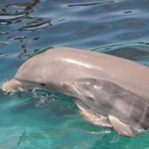 Kako za reprodukciju delfinima? Prvi dani života mladih morskih ljepote