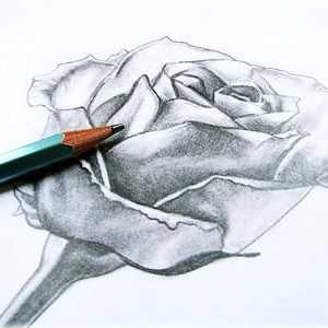 Kako nacrtati ružu olovku fazama obuke