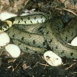 Kako da rodi zmiju njihovih potomaka? Da li sve vrste položiti jaja?