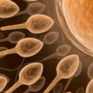 Kako donirati analizu sperme u "in-vitro"? Kako da se testiraju - analiza sperme?