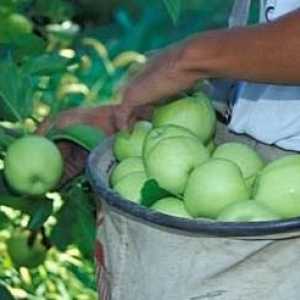 Kako zadržati jabuke u zimskom svježe: dokazane i pouzdane načine
