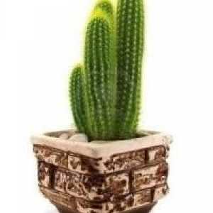 Kako da se brinu za kaktus u domu koji je odrastao i procvala