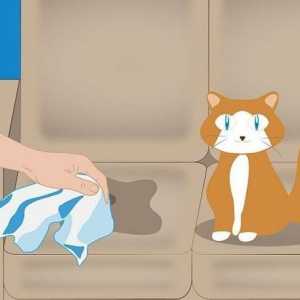 Kako eliminirati miris mačka urin? Savjeti i trikovi