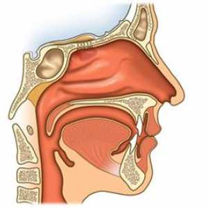 Kako se nos. Nosne šupljine, njegove karakteristike, funkcije i struktura