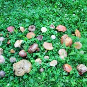 Kako odabrati gljive: jestive i nejestive u regiji Kharkiv