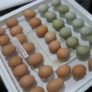 Kako odabrati jaje u inkubator? Polaganje jaja u inkubatoru
