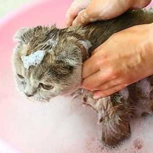 Kako odabrati šampon za buhe za mačke i kako ga koristiti?