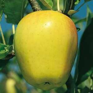 Kako se jabuke "zlatni delišes"? Opis proizvoda od drva i voća