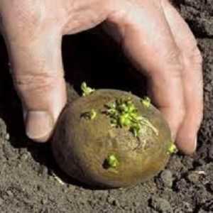 Kako raste krumpir u zemlji?