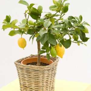 Kako raste limuna u kući: tajne uspjeha
