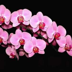 Kako rastu orhideje kod kuće? Tajne brige za ove delikatne cvijeće