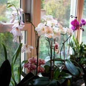 Kako rastu orhideje kod kuće: uslova i načina reprodukcije