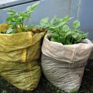 Kako raste krompir u torbi? Načina uzgoja krompira