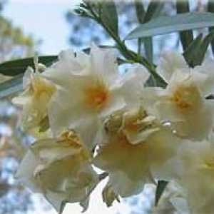Kako raste delikatan cvijeće oleander?