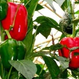 Kako raste paprika u otvorenom prostoru dobro?