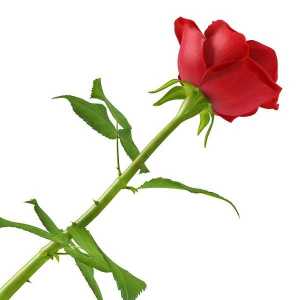 Kako rastu ruža iz rezanog cveća Savjeti