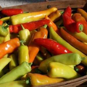 Kako pripremiti ljute papričice u zimu? Recept slani, kiseli hrane i blanširane