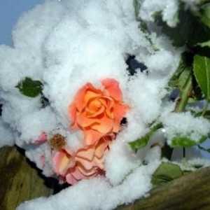 Zatvaranje ruže u zimi: savjet uzgajivača