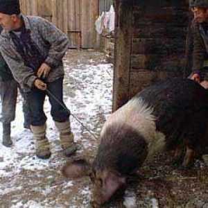 Kako ubiti svinju. Kako podijeliti svinja u komade