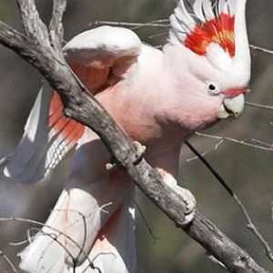 Cockatoos (papiga): posebno sadržaj pernatih kućnih ljubimaca. vlasnici recenzije Cockatoo papagaji