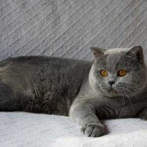 Koje su rase siva mačka?