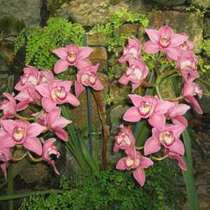 Koji su lonci potrebne za orhideje? Ono što oni odrasti?