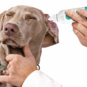 Šta kapi za uši za pse služe za otitis medija i drugih bolesti