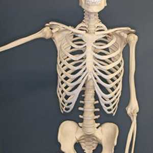 Šta kosti formiraju grudni koš? Kosti ljudske grudi