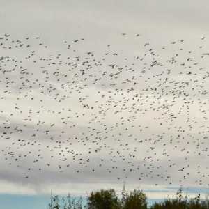 Ono što ptice lete na jug u jesen? Učimo!