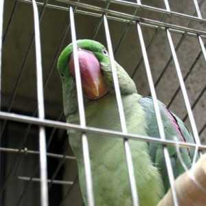 Ono što bi trebalo da bude dobar kavez za papagaja?