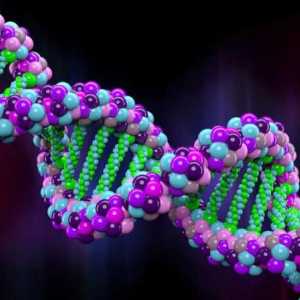Koji dio DNK šećera? Kemijske baze DNK strukture
