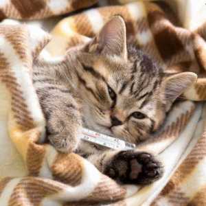 Kaltsevirusnaya infekcija u mačaka: simptomi i liječenje