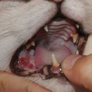 Kaltsiviroz kod mačaka: simptomi i liječenje