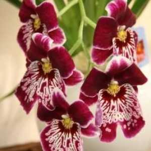 Cumbria - orhideja za one koji su umorni od Phalaenopsis