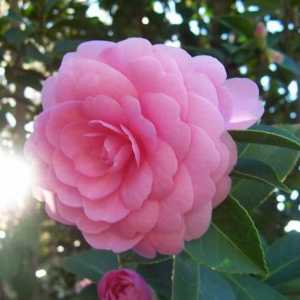 Camellia: njegu u kući, zalijevanje, umjetno gnojivo