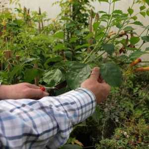 Truba: sadnju i njegu, teškoće i specifičnosti uzgoja